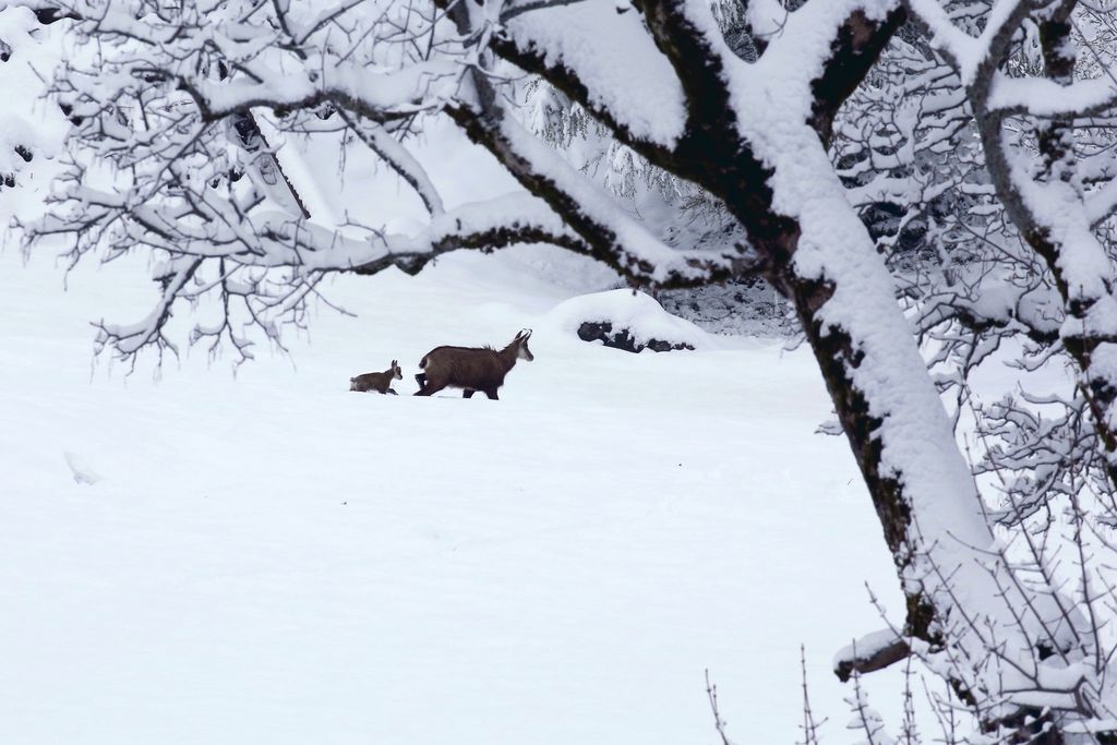 chamois2.jpg