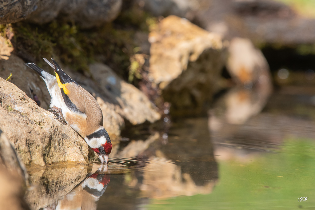 Chardonneret Elégant (Carduelis carduelis) European Goldfinch-208.jpg