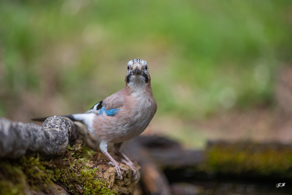 Geai des Chênes (Garrulus glandarius) Eurasian jay-211.jpg