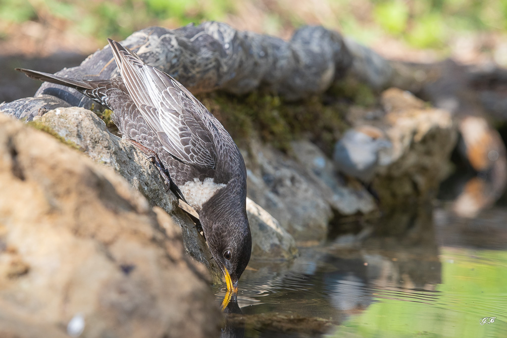 Merle à plastron (Turdus torquatus) Ring Ouzel-189.jpg