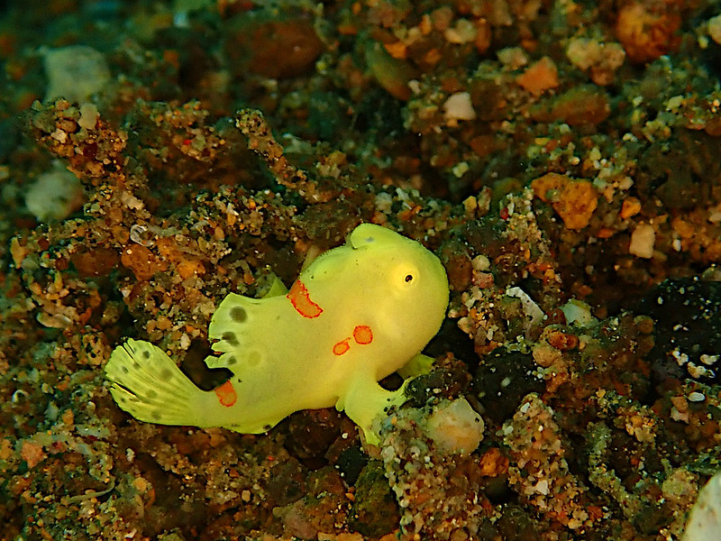 frog fish3.jpeg