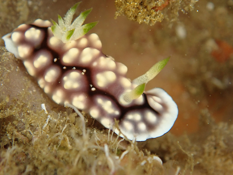 Chromodoris geometrica - Goniobranchus geometricus.jpeg