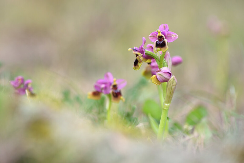 ophrys guêpe (2).jpg