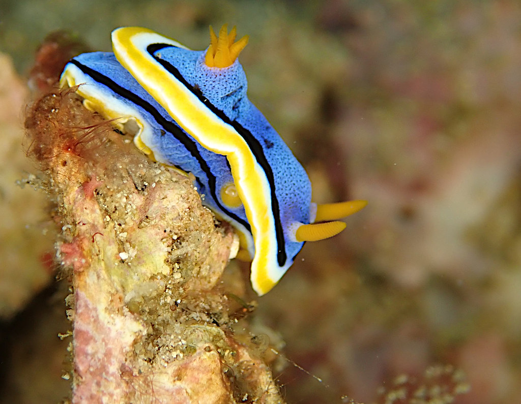 Chromodoris Annae  -  Doris d'Anne.jpeg