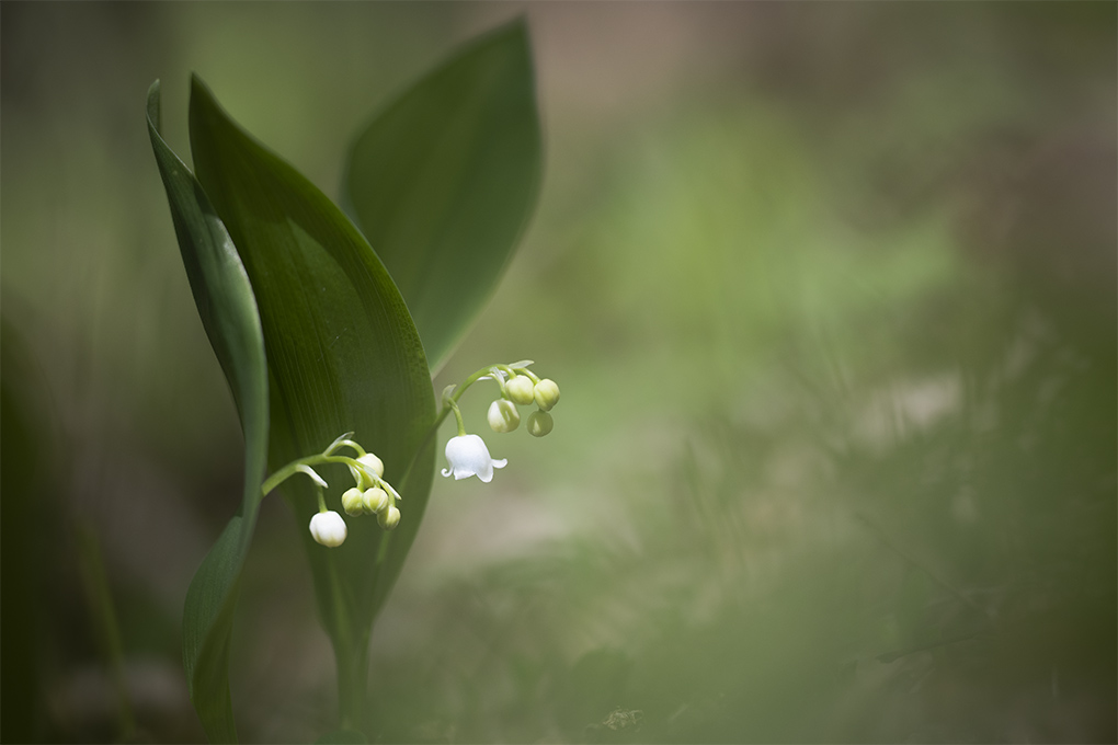 muguet 3.jpg