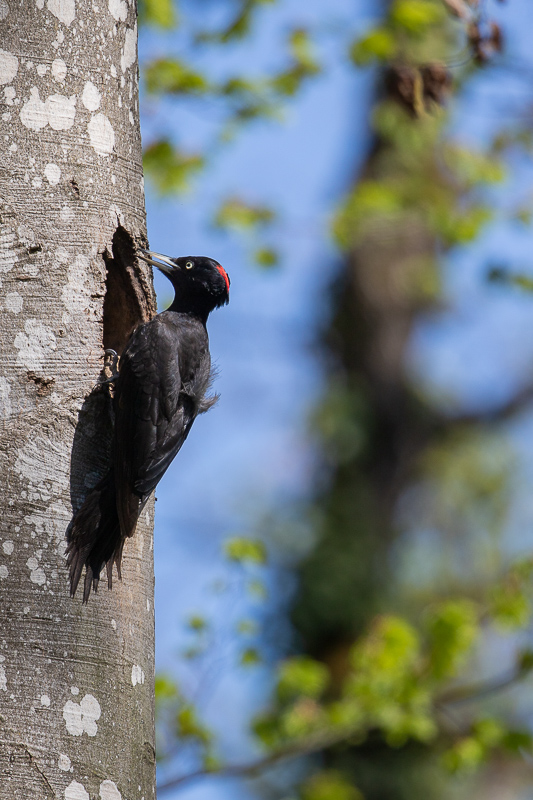 Pic Noir (Dryocopus martius) Black woodpecker-120.jpg