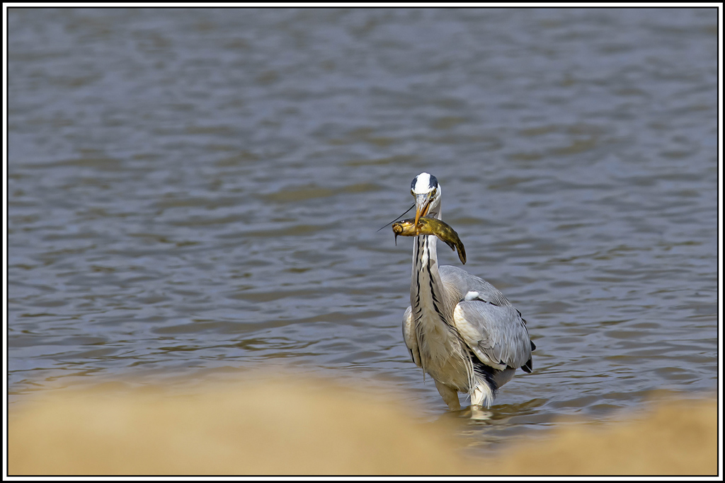 heron_cendre(524).jpg