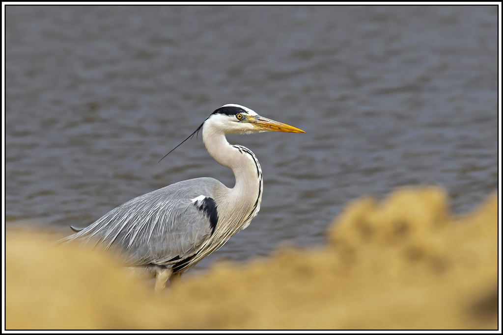 heron_cendre(582).jpg