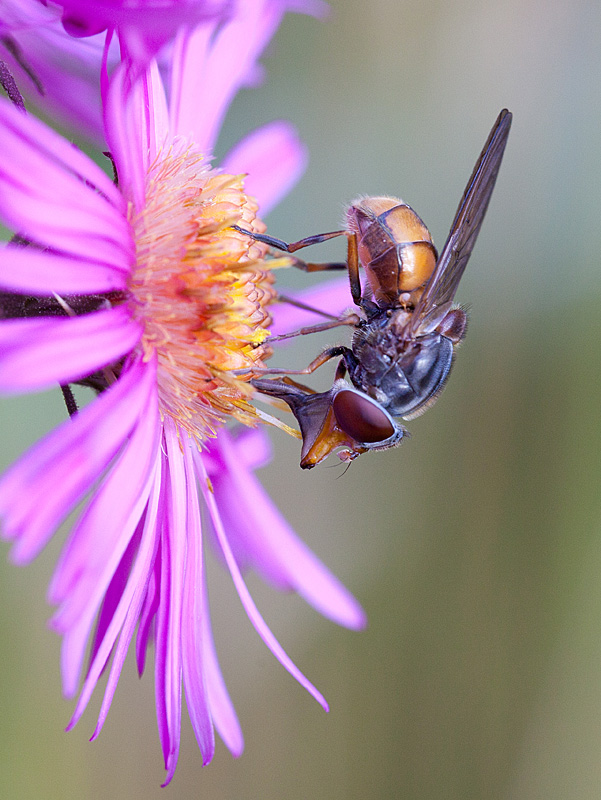 Rhingia campestris  Jacques Rivière.jpg