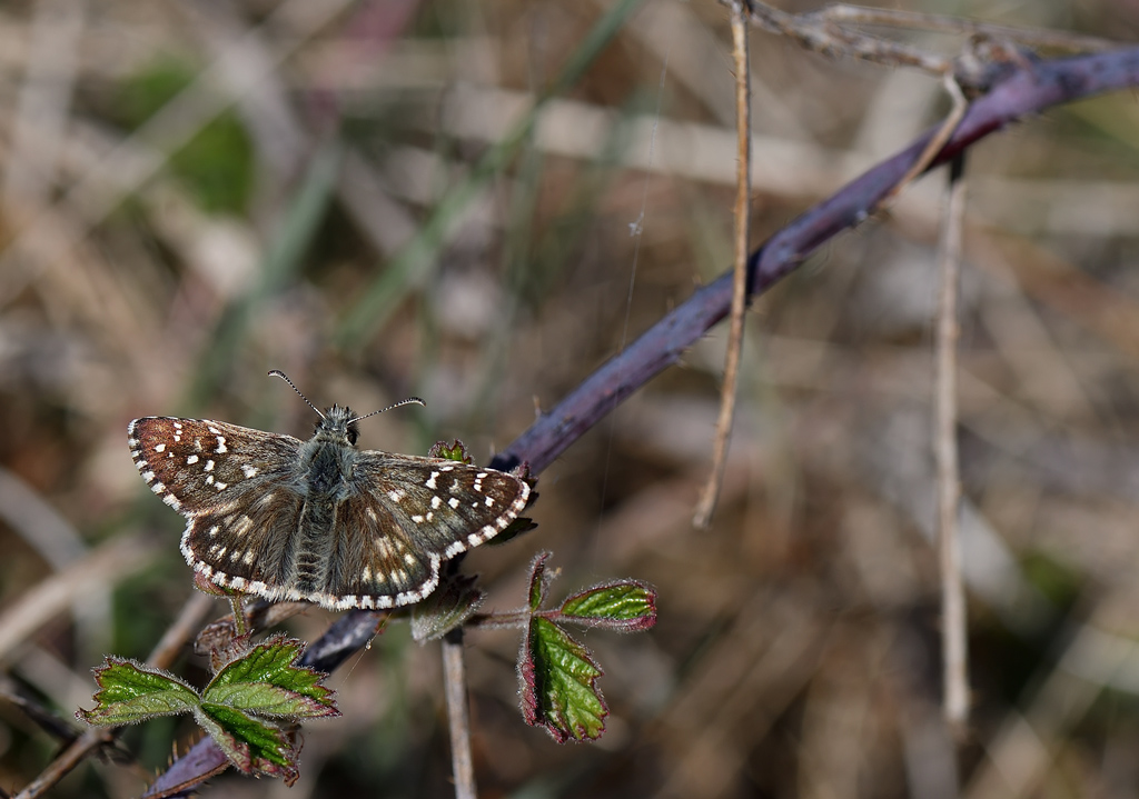 DS5_6824.jpg