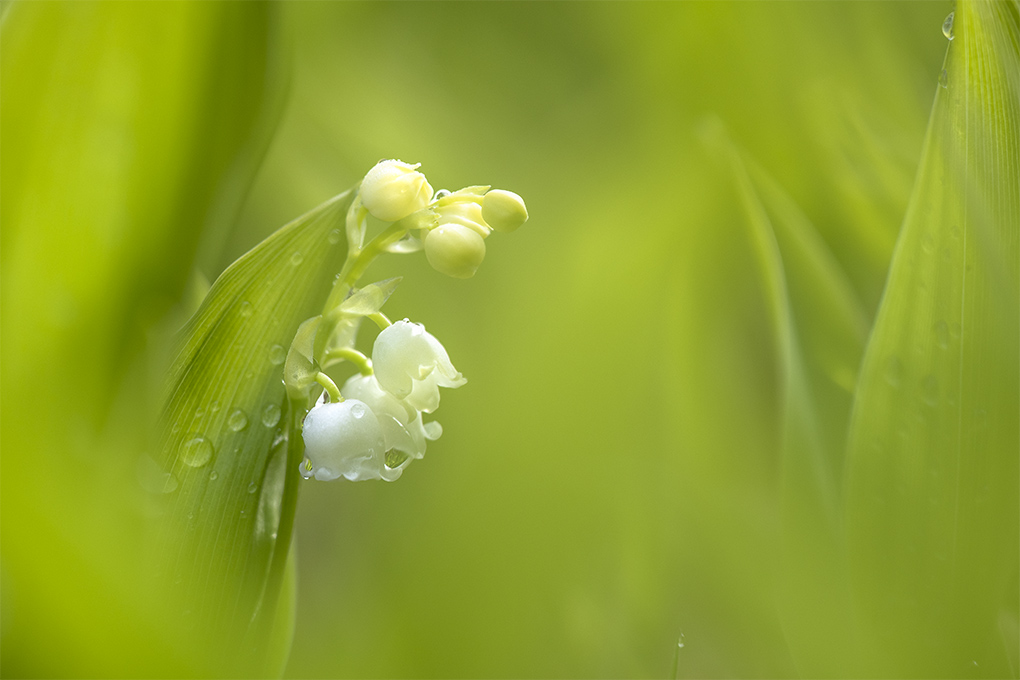 muguet NDP2.jpg