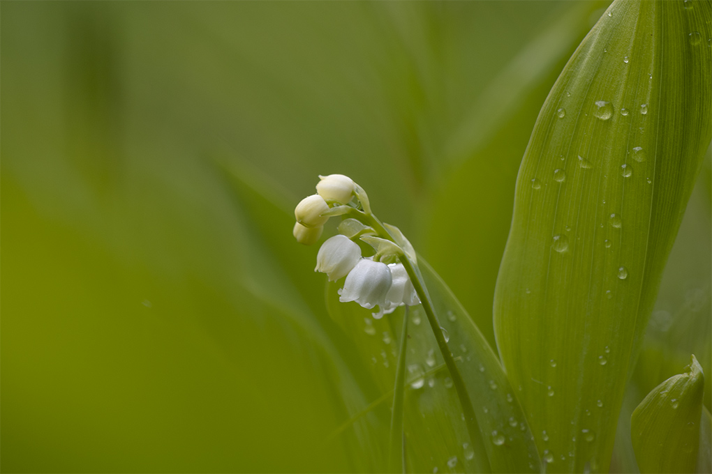 muguet NDP5.jpg