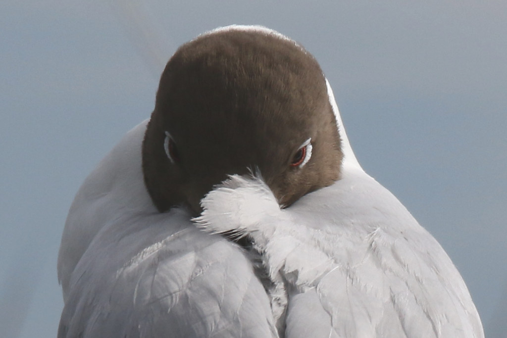 mouette rieuse.jpeg