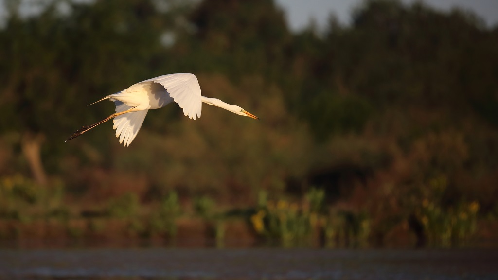 952 Grande aigrette.jpg