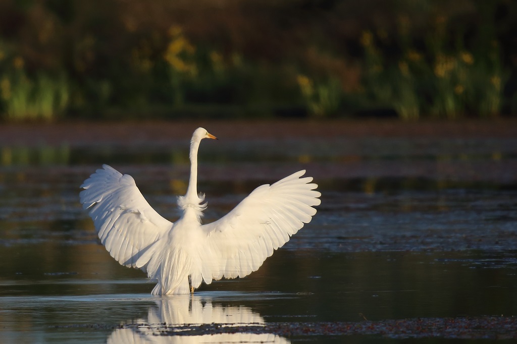 953 Grande aigrette.jpg