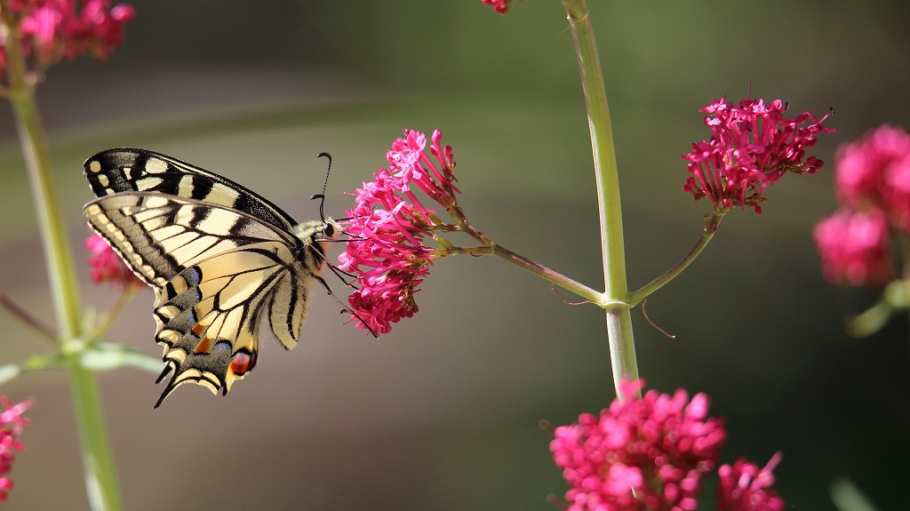 955 Machaon.jpg