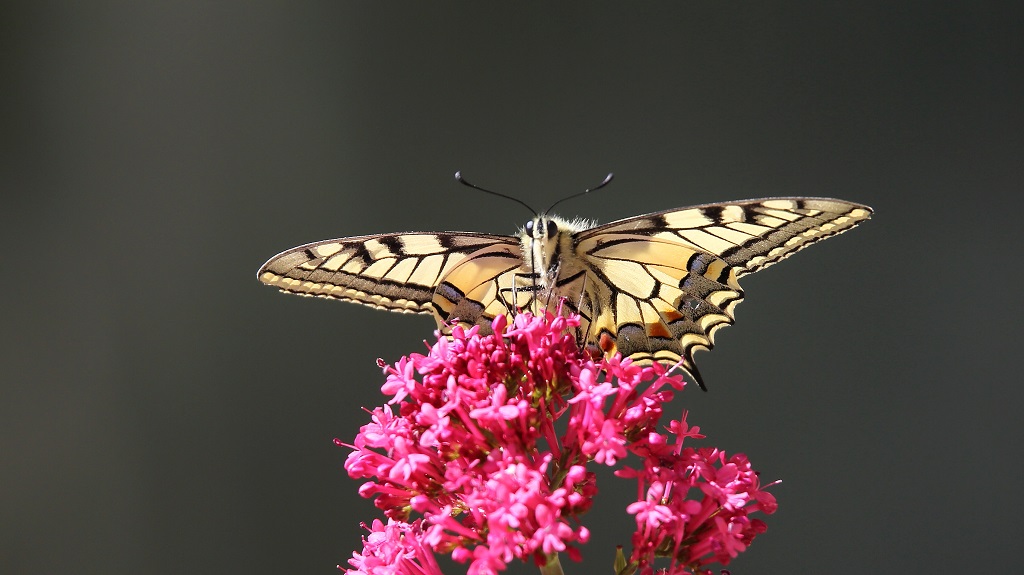 957 Machaon.jpg