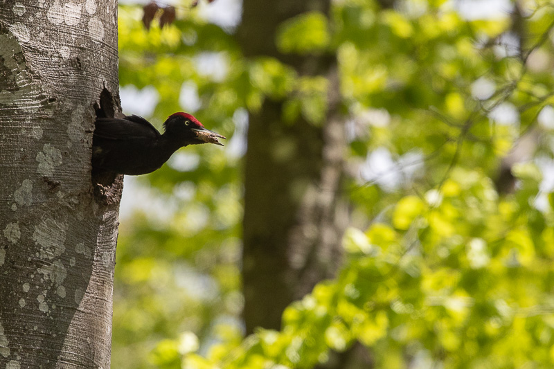 Pic Noir (Dryocopus martius) Black woodpecker-181.jpg