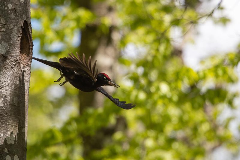 Pic Noir (Dryocopus martius) Black woodpecker-183.jpg
