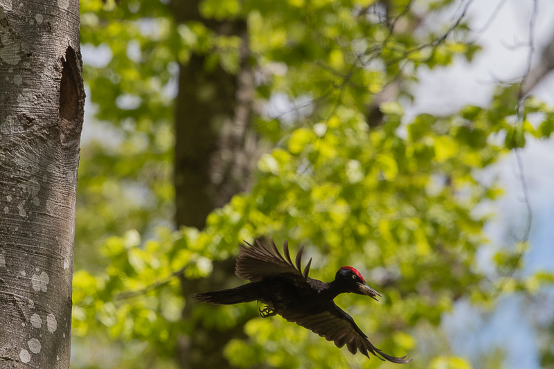 Pic Noir (Dryocopus martius) Black woodpecker-182.jpg