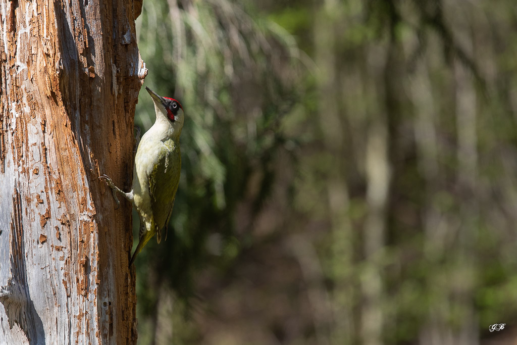 Pic Vert (Picus viridis) Eurasian Green Woodpecker-102.jpg