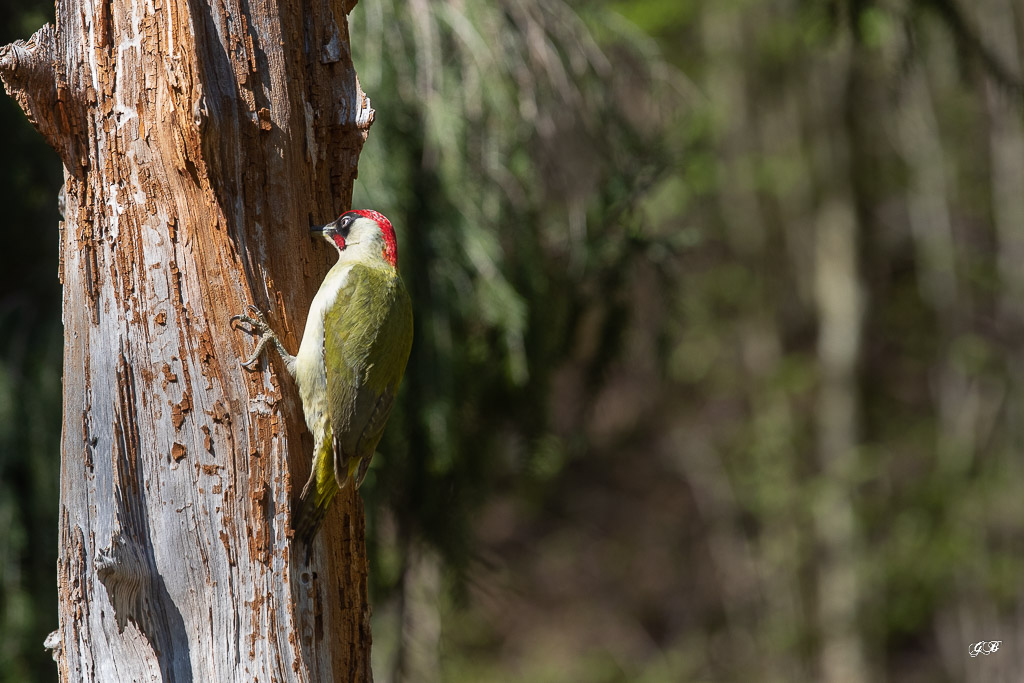 Pic Vert (Picus viridis) Eurasian Green Woodpecker-111.jpg