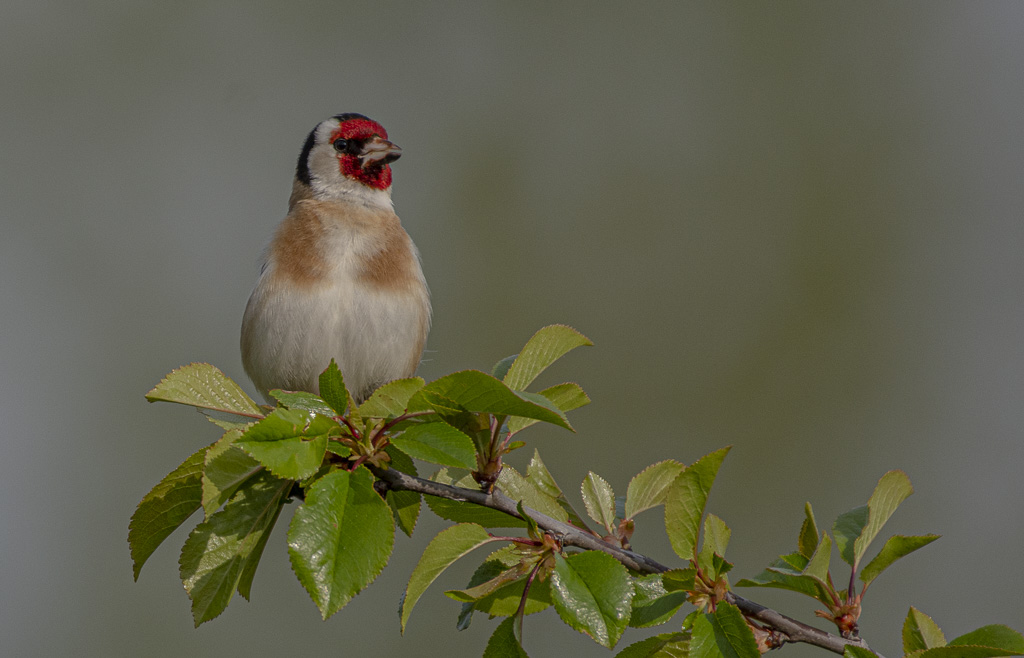 10-Chardonneret élégant-1-3.jpg