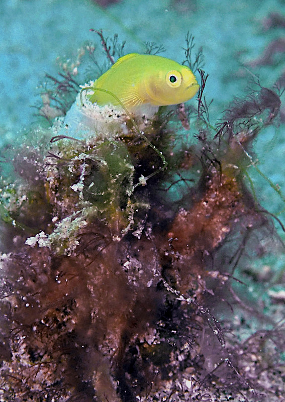 Gobie corail jaune, Gobiodon okinawæ,  gobie Okinawa 1.jpeg