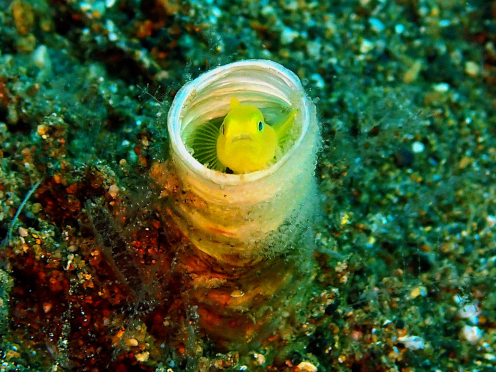 Gobie corail jaune et sa ponte - Gobiodon okinawae.jpeg