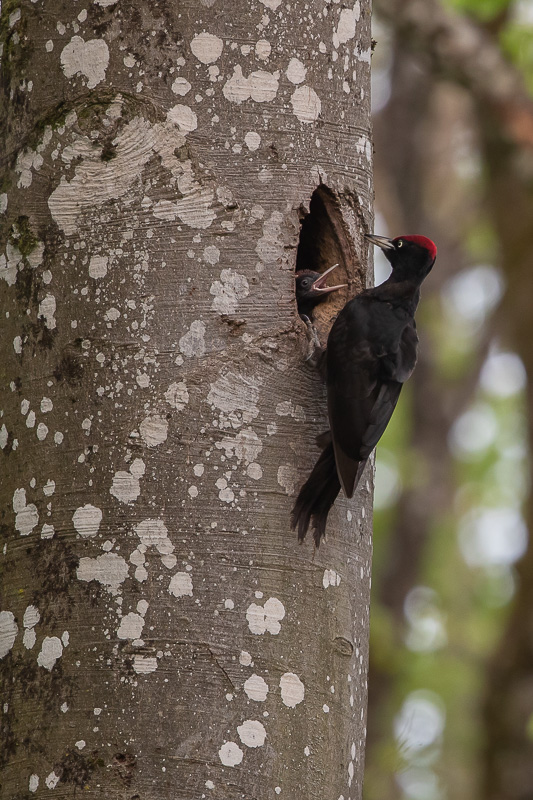 Pic Noir (Dryocopus martius) Black woodpecker-226.jpg