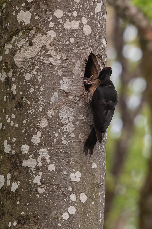 Pic Noir (Dryocopus martius) Black woodpecker-229.jpg