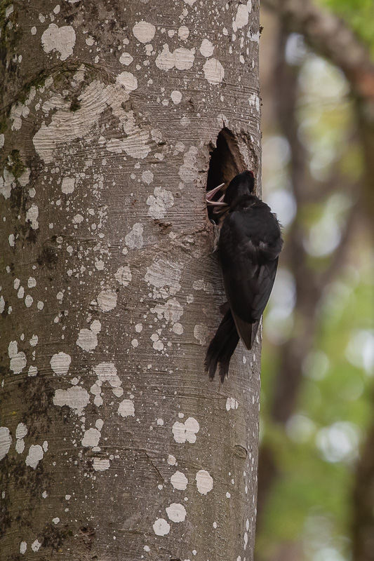Pic Noir (Dryocopus martius) Black woodpecker-230.jpg