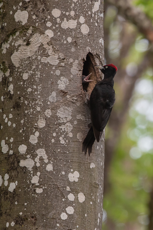 Pic Noir (Dryocopus martius) Black woodpecker-233.jpg