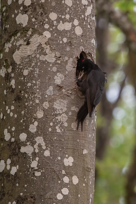 Pic Noir (Dryocopus martius) Black woodpecker-242.jpg