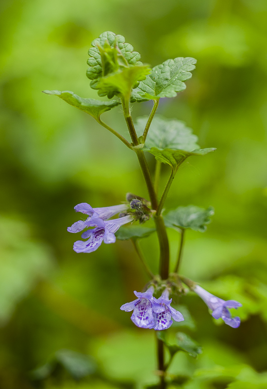 Lierre terrestre (Glécoma).jpg