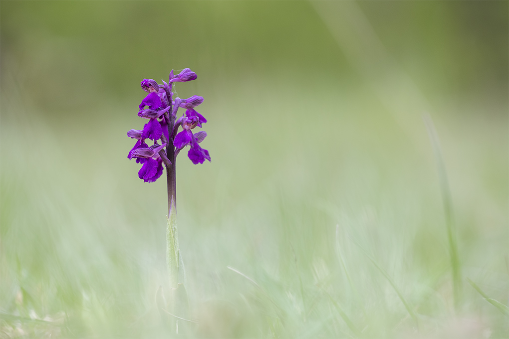 orchis Mascula (14).jpg