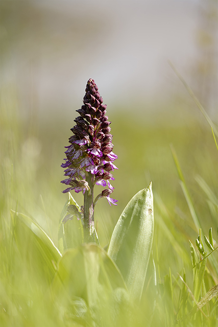 orchis pourpre 1a.jpg