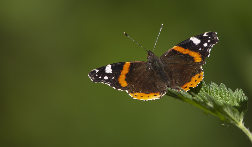 Papillon Vulcain-1.jpg