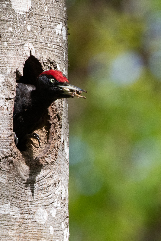 Pic Noir (Dryocopus martius) Black woodpecker-522.jpg