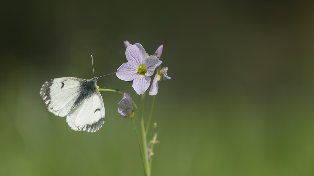 aurore des cardamines 7.jpg