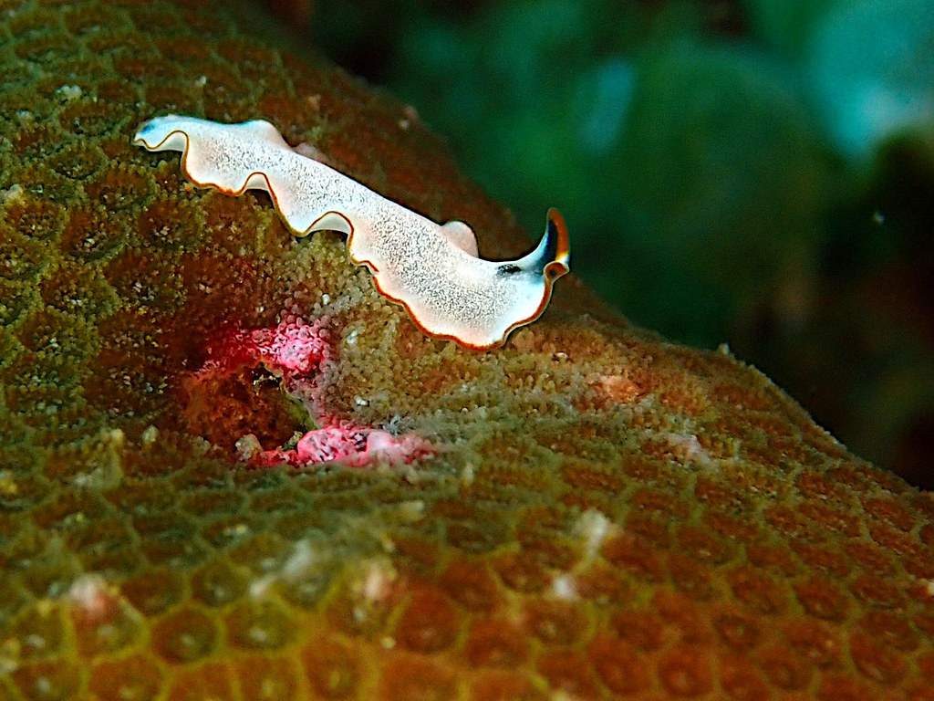 Pseudoceros meenae - Polyclad flatworm.jpeg