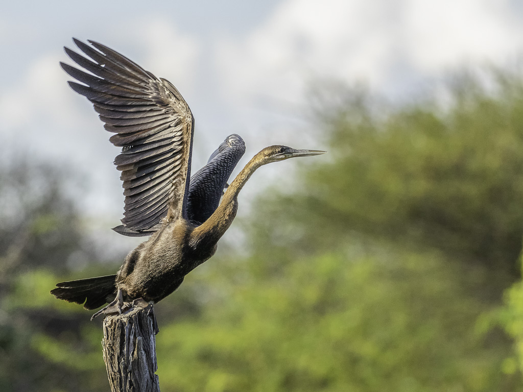 3T1A8742-2 Anhinga d'Afrique.jpg