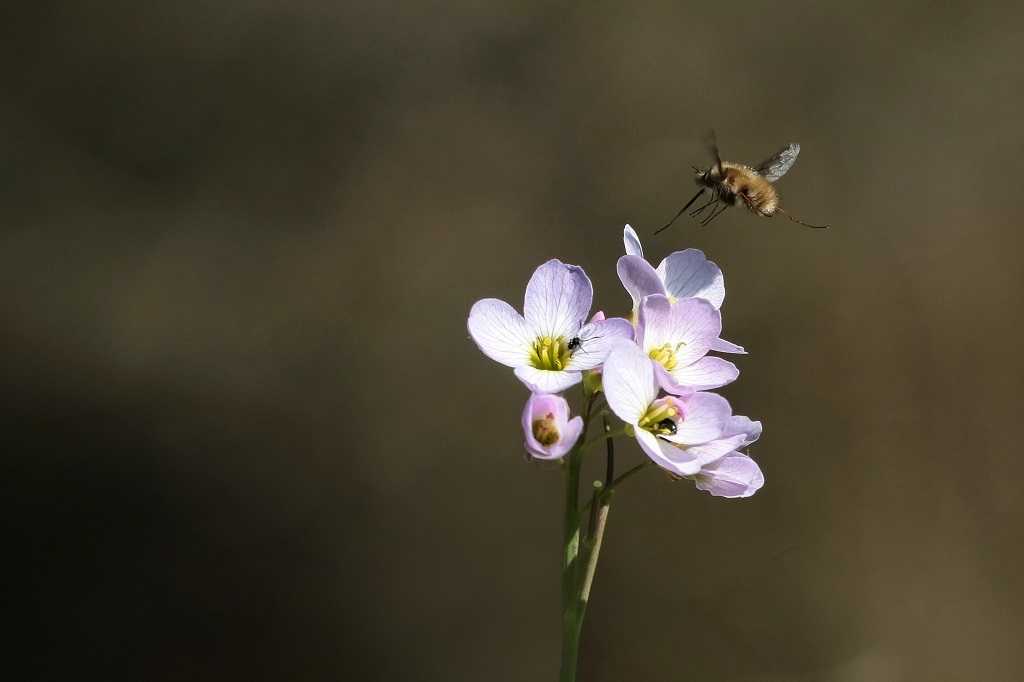 1 IMG_2442X2 Bombylius major, Gd bombyle.JPG