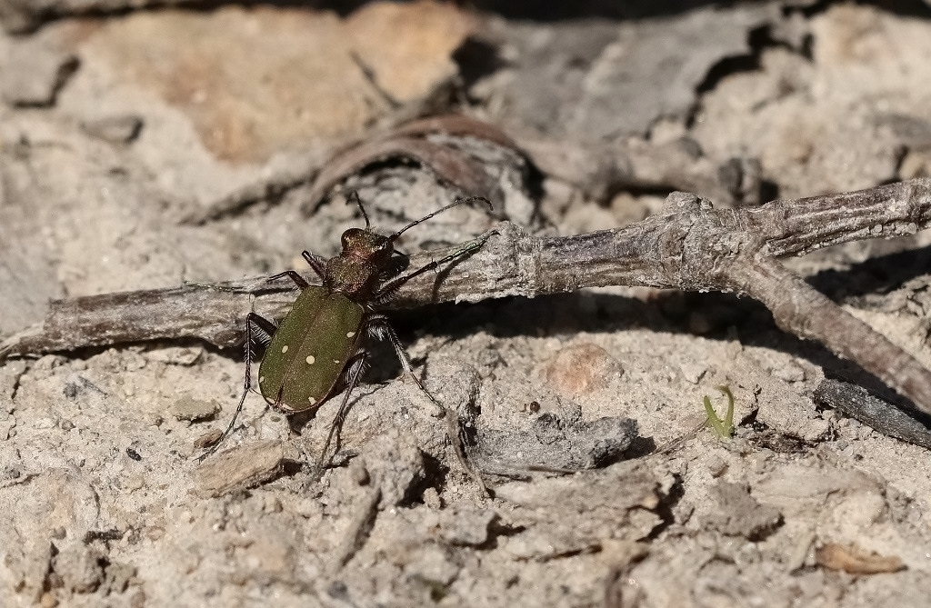 2 IMG_3335X Cicindela campestris.JPG