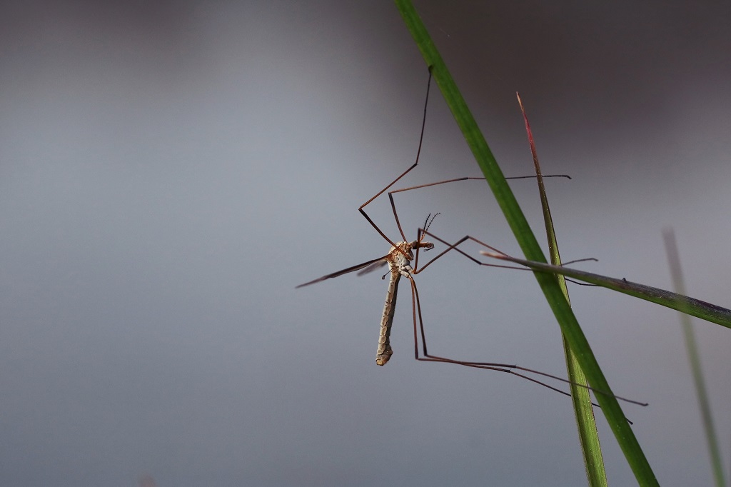 5 IMG_4344X Tipula sp.JPG