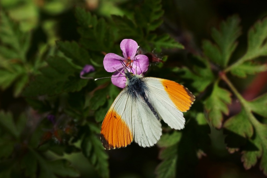 8 IMG_5370X Anthocharis cardamines.JPG