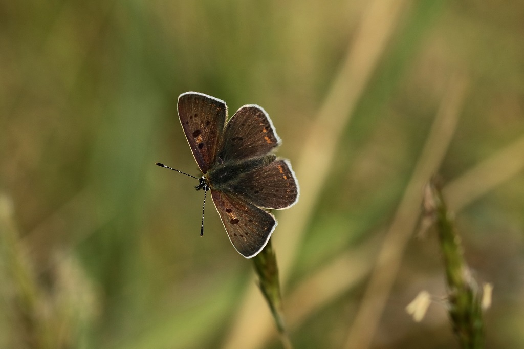 9 IMG_6501X Lycaena tityrus cuivré fuligineux.JPG