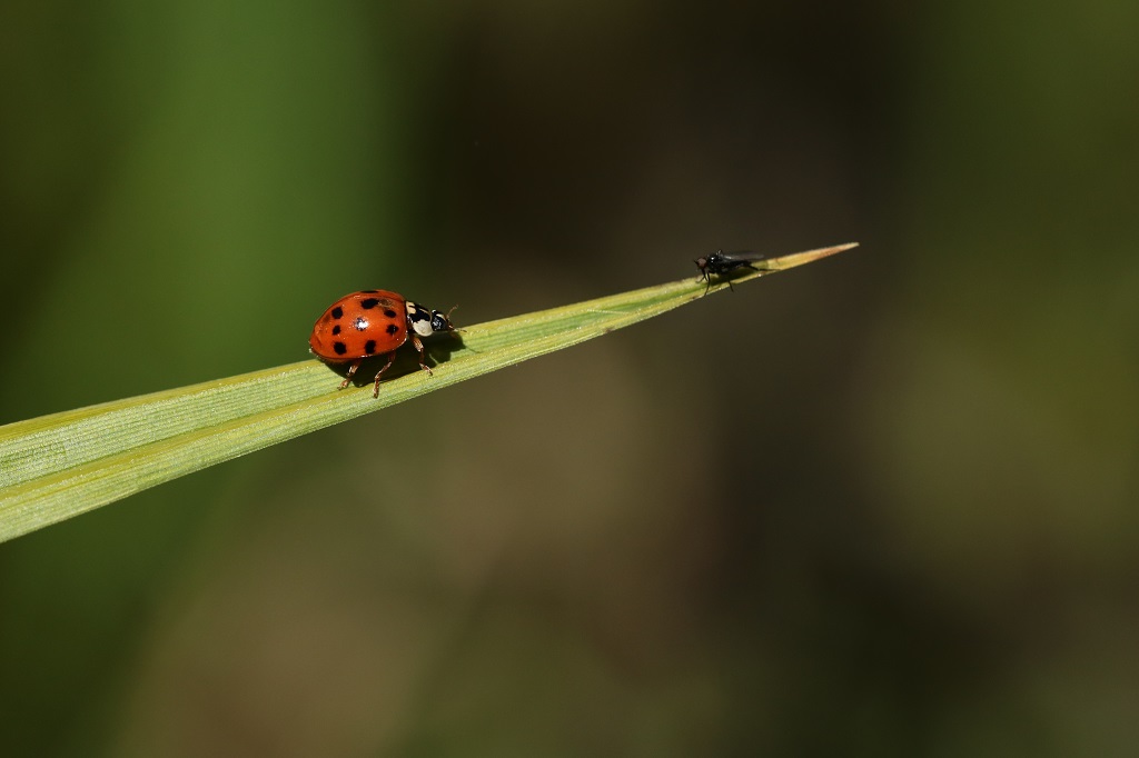 12 IMG_7422 B Harmonia axyridis.JPG