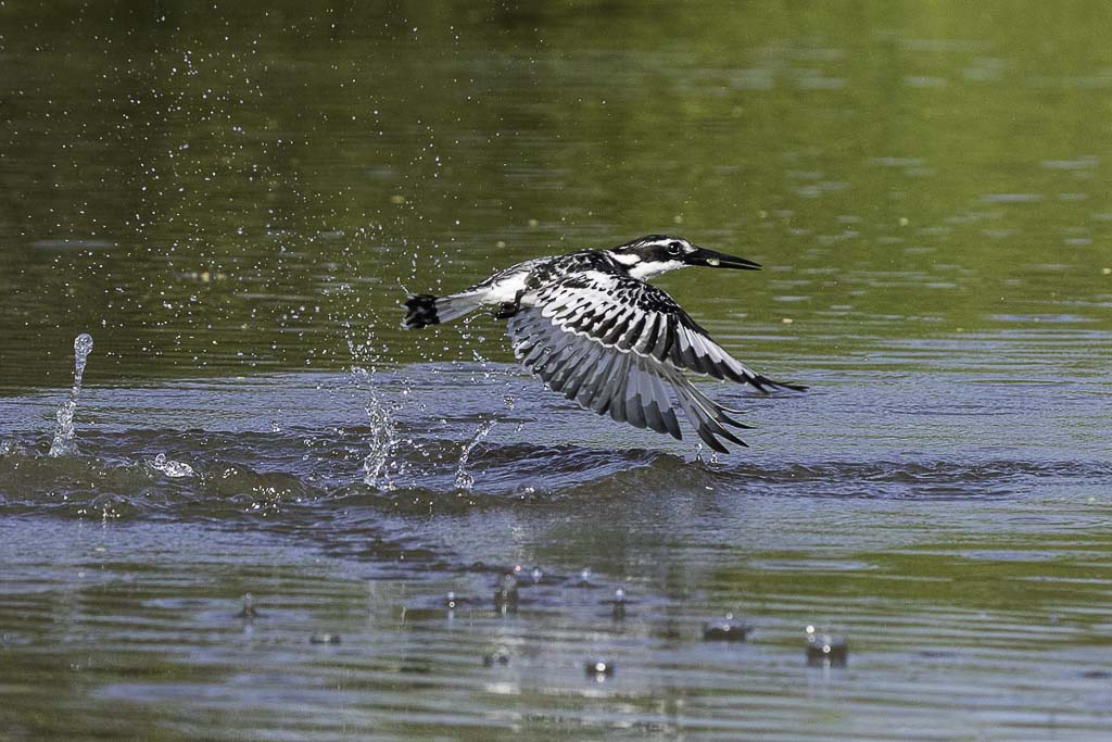 Martin-pêcheur pie ou Alcyon pie 4-2.jpg