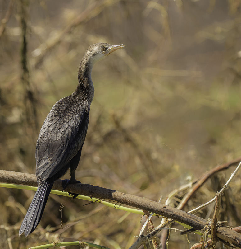 3T1A9265-2 Cormoran africain immature.jpg